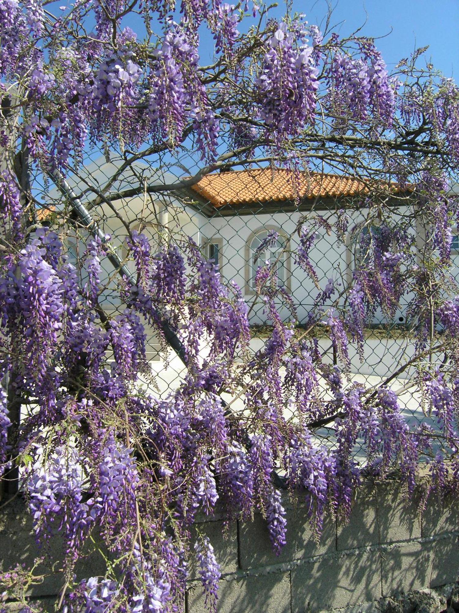 Casa De Alpajares - Guest House & Spa Freixo de Espada a Cinta Exterior photo